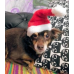 RDD-1004 : Plush Santa Hat for Cats and Small Dogs at RTD Gifts