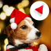RDD-1004 : Plush Santa Hat for Cats and Small Dogs at RTD Gifts